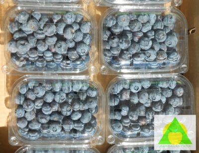 Upakovani plodovi borovnice