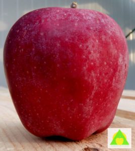 Jabuka Crveni Delises