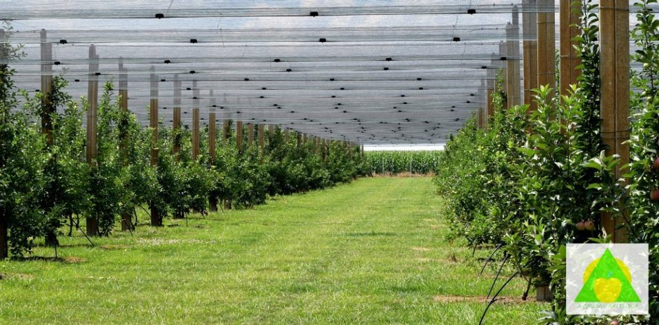 vocnjak, gajenje voca