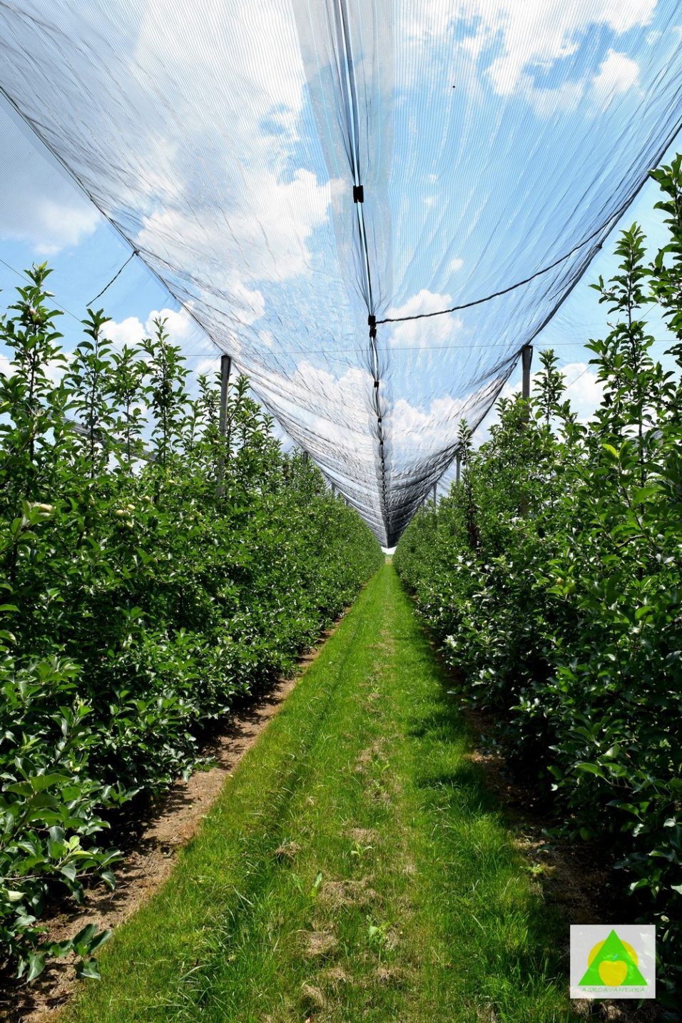 Jabucnjak, klimatski faktori