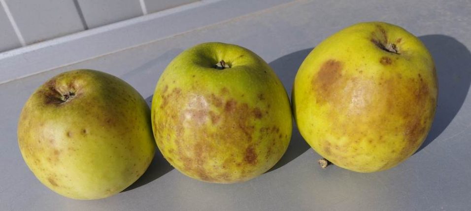 Bolesti jabuke - Skald