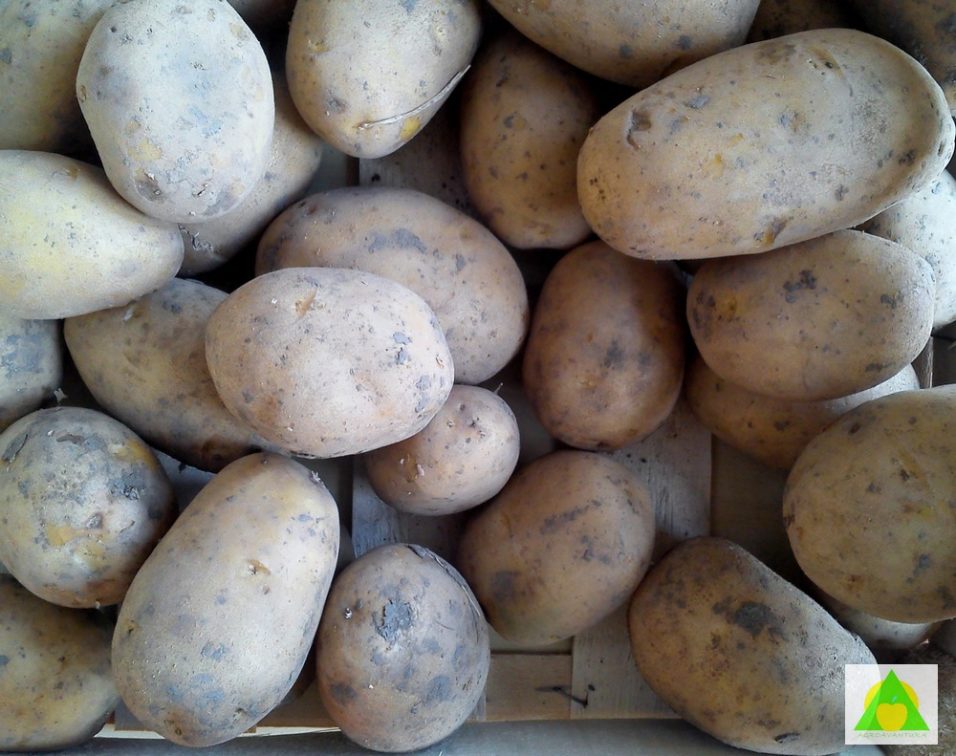 Kvalitet povrća - odabir kvalitetnog krompira Kako krompir utice na zdravlje