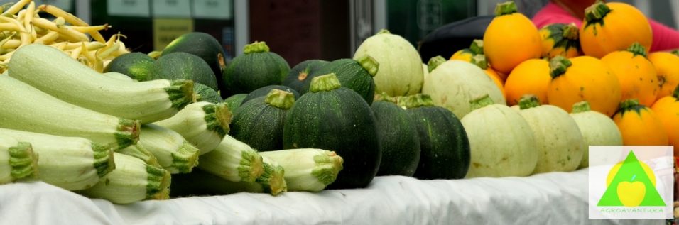 Razlicite vrste tikvice