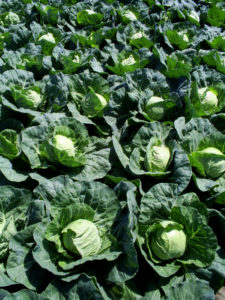 Glavice kupusa na polju