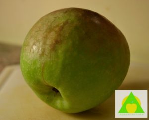 Rdjasta prevlaka naružuje plodove jabuke