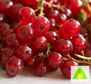 Sveže voće - crvena ribizla