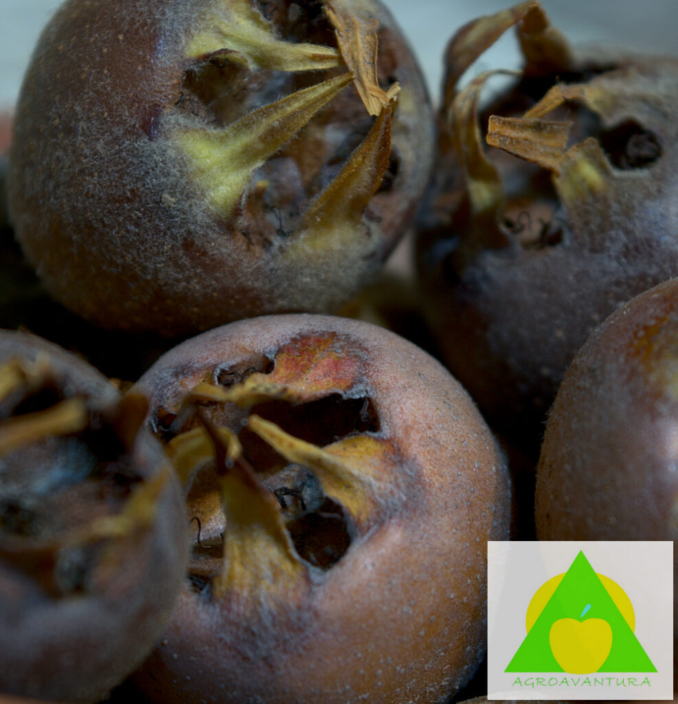 Musmula - Mespilus germanica