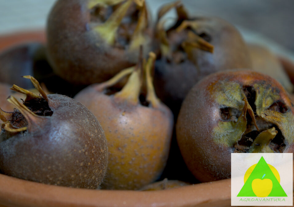 Musmula - Mespilus germanica