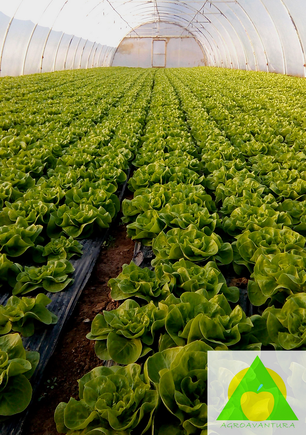 Zelena salata u plasteniku